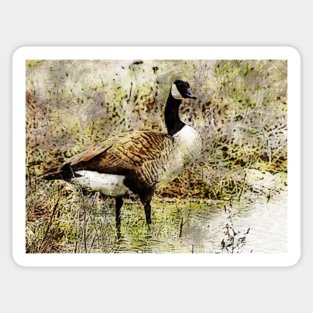 Canada goose Sticker by johnwebbstock